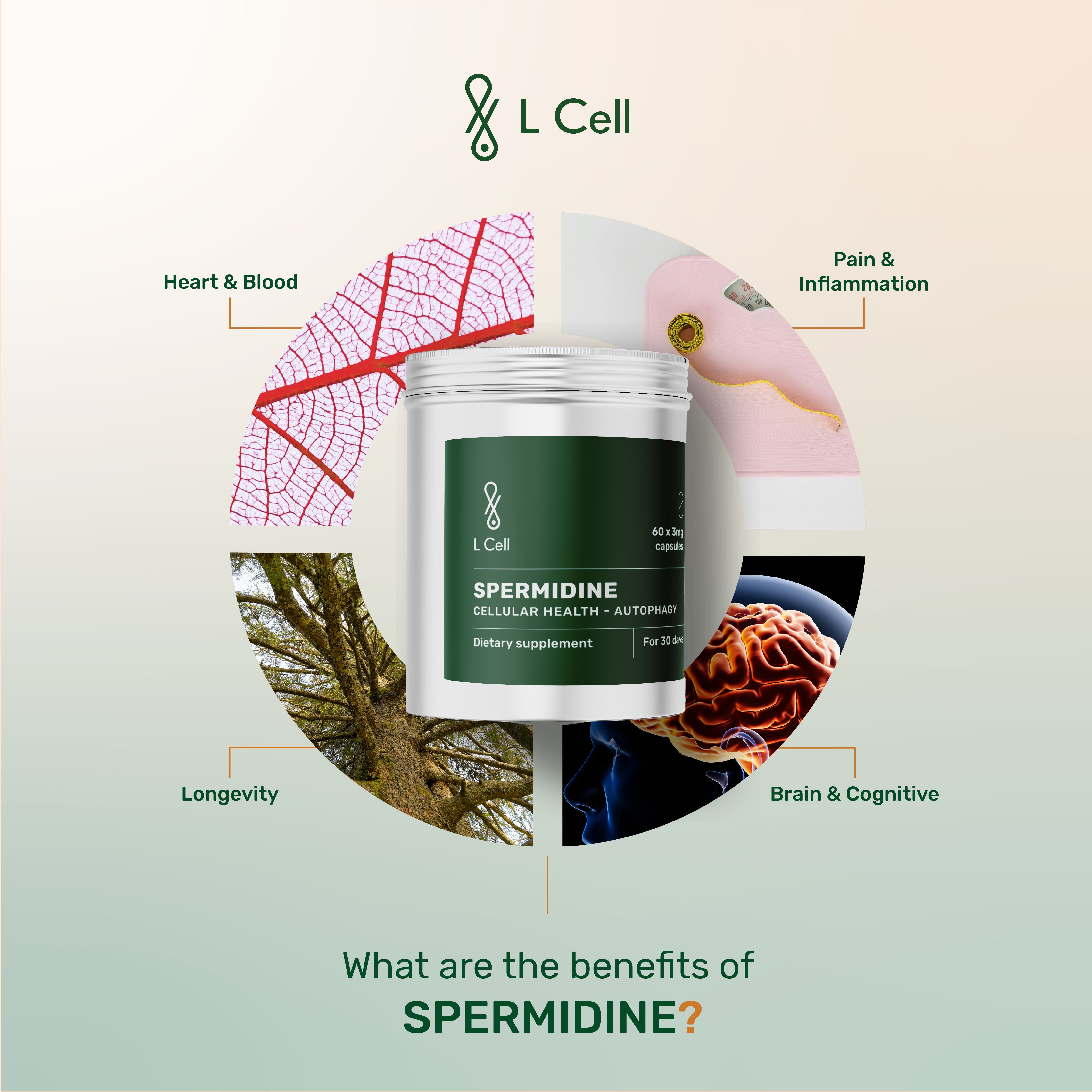 Spermidine Capsules 3mg (30 days, 60 pc.)