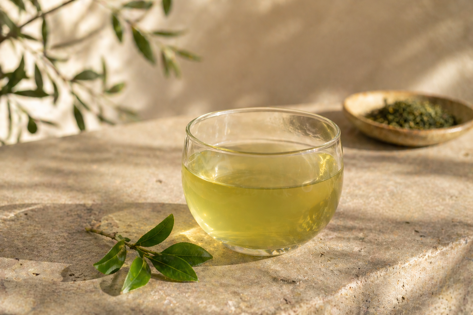 EGCg: what green tea's most studied compound actually does in aging biology