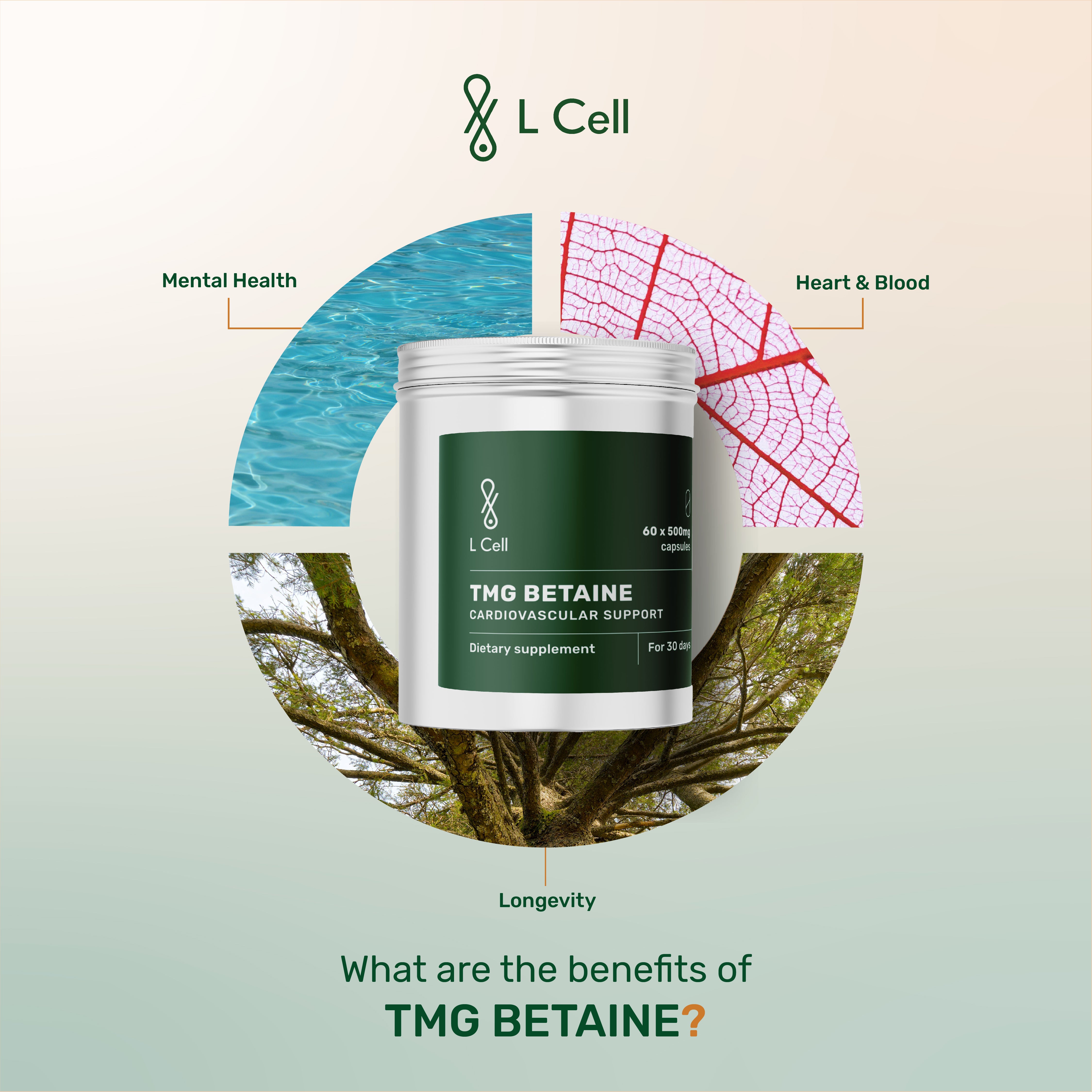 Betaine Anhydrous (TMG) Powder 90g (90 days, >98% purity)